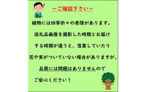 紅葉が美しい！縁起木！南天&nbsp;樹高約80cm～1m&nbsp;取扱説明書付き