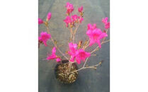 四季咲きミツバツツジ(元の助)&nbsp;樹高約30cm&nbsp;取扱説明書付き