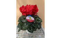 シクラメン&nbsp;5号鉢&nbsp;｜シクラメン&nbsp;花&nbsp;生花&nbsp;鉢植え&nbsp;ギフト&nbsp;プレゼント&nbsp;贈り物&nbsp;記念日&nbsp;イベント&nbsp;クリスマス&nbsp;季節限定&nbsp;イッセイ花園&nbsp;栃木県&nbsp;日光市