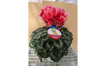 シクラメン&nbsp;6号鉢&nbsp;｜シクラメン&nbsp;花&nbsp;生花&nbsp;鉢植え&nbsp;ギフト&nbsp;プレゼント&nbsp;贈り物&nbsp;記念日&nbsp;イベント&nbsp;クリスマス&nbsp;季節限定&nbsp;イッセイ花園&nbsp;栃木県&nbsp;日光市