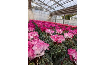 シクラメン 8号鉢 ｜シクラメン 花 生花 鉢植え ギフト プレゼント 贈り物 記念日 イベント クリスマス 季節限定 イッセイ花園 栃木県 日光市