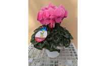 シクラメン&nbsp;8号鉢&nbsp;｜シクラメン&nbsp;花&nbsp;生花&nbsp;鉢植え&nbsp;ギフト&nbsp;プレゼント&nbsp;贈り物&nbsp;記念日&nbsp;イベント&nbsp;クリスマス&nbsp;季節限定&nbsp;イッセイ花園&nbsp;栃木県&nbsp;日光市