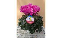 シクラメン&nbsp;8号鉢&nbsp;｜シクラメン&nbsp;花&nbsp;生花&nbsp;鉢植え&nbsp;ギフト&nbsp;プレゼント&nbsp;贈り物&nbsp;記念日&nbsp;イベント&nbsp;クリスマス&nbsp;季節限定&nbsp;イッセイ花園&nbsp;栃木県&nbsp;日光市