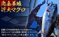 【近大マグロ&nbsp;1本丸ごとお届け】鹿児島県&nbsp;奄美大島産&nbsp;近大マグロ&nbsp;1本40kg前後&nbsp;養殖クロマグロ&nbsp;赤身&nbsp;大トロ&nbsp;中トロ&nbsp;近畿大学