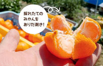 【年末発送指定】【12月25日～12月29日配送】みかん Lサイズ 秀品 箱込 5kg (内容量約 4.4kg) 有田みかん 和歌山県産 産地直送 贈答用 ［みかんの会］