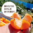 【年末発送指定】【12月25日～12月29日配送】みかん Lサイズ 秀品 箱込 5kg (内容量約 4.4kg) 有田みかん 和歌山県産 産地直送 贈答用 ［みかんの会］