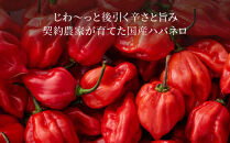 【おちゃのこさいさい】舞妓はんひぃ～ひぃ～&nbsp;一味セット｜京都&nbsp;調味料&nbsp;人気シリーズ&nbsp;おすすめ調味料［&nbsp;狂辛&nbsp;風味豊か&nbsp;缶と詰め替えのセット&nbsp;癖になる辛さ&nbsp;市販唐辛子の10倍の辛さ&nbsp;グルメ&nbsp;おいしい&nbsp;一味&nbsp;お取り寄せ&nbsp;通販&nbsp;送料無料&nbsp;ふるさと納税&nbsp;］