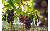 【テレビで紹介】愛知 知多コーラ-ぶどう-　ぶどうのクラフトコーラ 240ml 1本 コーラ シロップ 飲料 ドリンク 炭酸割り ソーダ割り ミルク割り お酒 アイス アレンジ可能 相性抜群 愛知県産 ぶどう 人気 おすすめ 大府市