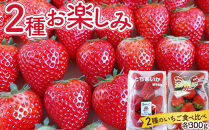 いちご&nbsp;2種お楽しみ&nbsp;食べ比べ&nbsp;セット（とちあいか&スカイベリー）【2026年1月初旬より順次発送】&nbsp;｜フルーツ&nbsp;いちご&nbsp;苺&nbsp;期間限定&nbsp;とちあいか&nbsp;スカイベリー&nbsp;栃木&nbsp;産地直送&nbsp;産直