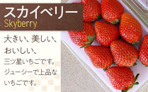いちご&nbsp;2種お楽しみ&nbsp;食べ比べ&nbsp;セット（とちあいか&スカイベリー）【2026年1月初旬より順次発送】&nbsp;｜フルーツ&nbsp;いちご&nbsp;苺&nbsp;期間限定&nbsp;とちあいか&nbsp;スカイベリー&nbsp;栃木&nbsp;産地直送&nbsp;産直
