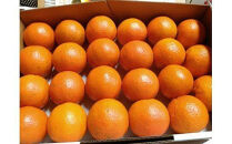 【2026年発送 先行予約】武富農園の奄美たんかん 約6kg（3kg×2箱）|たんかん タンカン 柑橘 カンキツ 柑橘類 詰め合わせ 産地直送 先行予約 おすすめ 人気