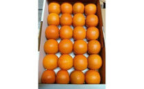 【2026年発送 先行予約】武富農園の奄美たんかん 約6kg（3kg×2箱）|たんかん タンカン 柑橘 カンキツ 柑橘類 詰め合わせ 産地直送 先行予約 おすすめ 人気