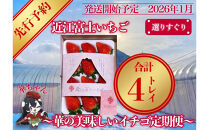 先行予約『近江富士いちご』選りすぐり！華の美味しいイチゴ定期便【9~15粒1トレイ×4回】