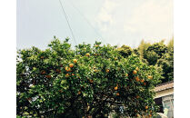 柑橘すだいだいセット1（シロップ1本＆マーマレードジャム2個）　大津島　無添加