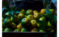 柑橘すだいだいセット3（シロップ2本＆マーマレードジャム2個）　大津島　無添加