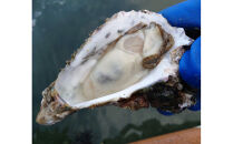 沢田水産　能登かき　むき身　１ｋｇ（箱入り）　加熱調理用