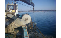 沢田水産　能登かき　むき身　１ｋｇ（箱入り）　加熱調理用