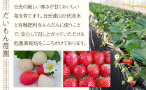 （4か月連続定期便/計4回）だいもん苺園の人気のいちご4種定期便&nbsp;【2026年1月初旬より順次発送】&nbsp;｜フルーツ&nbsp;いちご&nbsp;苺&nbsp;期間限定&nbsp;定期便&nbsp;とちおとめ&nbsp;スカイベリー&nbsp;とちあいか&nbsp;ミルキーベリー&nbsp;栃木&nbsp;産地直送&nbsp;産直