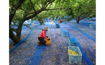 しそ梅干し　袋入り