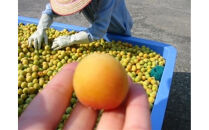 三年漬梅干　袋入り