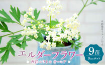 エルダーフラワー（西洋ニワトコ&nbsp;オーレア）9cmポット苗【花苗&nbsp;花&nbsp;季節の花&nbsp;花セット&nbsp;ガーデニング&nbsp;家庭菜園&nbsp;園芸&nbsp;初夏&nbsp;夏&nbsp;花壇&nbsp;庭&nbsp;鉢&nbsp;玄関&nbsp;プランター&nbsp;寄せ植え&nbsp;&nbsp;おうち時間&nbsp;趣味&nbsp;ベランダ&nbsp;土っ子倶楽部&nbsp;&nbsp;プレゼント&nbsp;ギフト&nbsp;】