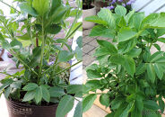 エルダーフラワー（西洋ニワトコ&nbsp;オーレア）9cmポット苗【花苗&nbsp;花&nbsp;季節の花&nbsp;花セット&nbsp;ガーデニング&nbsp;家庭菜園&nbsp;園芸&nbsp;初夏&nbsp;夏&nbsp;花壇&nbsp;庭&nbsp;鉢&nbsp;玄関&nbsp;プランター&nbsp;寄せ植え&nbsp;&nbsp;おうち時間&nbsp;趣味&nbsp;ベランダ&nbsp;土っ子倶楽部&nbsp;&nbsp;プレゼント&nbsp;ギフト&nbsp;】