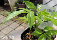 エルダーフラワー（西洋ニワトコ&nbsp;オーレア）9cmポット苗【花苗&nbsp;花&nbsp;季節の花&nbsp;花セット&nbsp;ガーデニング&nbsp;家庭菜園&nbsp;園芸&nbsp;初夏&nbsp;夏&nbsp;花壇&nbsp;庭&nbsp;鉢&nbsp;玄関&nbsp;プランター&nbsp;寄せ植え&nbsp;&nbsp;おうち時間&nbsp;趣味&nbsp;ベランダ&nbsp;土っ子倶楽部&nbsp;&nbsp;プレゼント&nbsp;ギフト&nbsp;】