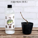 エルダーフラワー（西洋ニワトコ&nbsp;オーレア）9cmポット苗【花苗&nbsp;花&nbsp;季節の花&nbsp;花セット&nbsp;ガーデニング&nbsp;家庭菜園&nbsp;園芸&nbsp;初夏&nbsp;夏&nbsp;花壇&nbsp;庭&nbsp;鉢&nbsp;玄関&nbsp;プランター&nbsp;寄せ植え&nbsp;&nbsp;おうち時間&nbsp;趣味&nbsp;ベランダ&nbsp;土っ子倶楽部&nbsp;&nbsp;プレゼント&nbsp;ギフト&nbsp;】