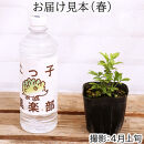 エルダーフラワー（西洋ニワトコ&nbsp;オーレア）9cmポット苗【花苗&nbsp;花&nbsp;季節の花&nbsp;花セット&nbsp;ガーデニング&nbsp;家庭菜園&nbsp;園芸&nbsp;初夏&nbsp;夏&nbsp;花壇&nbsp;庭&nbsp;鉢&nbsp;玄関&nbsp;プランター&nbsp;寄せ植え&nbsp;&nbsp;おうち時間&nbsp;趣味&nbsp;ベランダ&nbsp;土っ子倶楽部&nbsp;&nbsp;プレゼント&nbsp;ギフト&nbsp;】