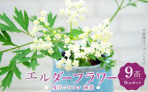 エルダーフラワー（西洋ニワトコ&nbsp;細葉）9cmポット苗【花苗&nbsp;花&nbsp;季節の花&nbsp;花セット&nbsp;ガーデニング&nbsp;家庭菜園&nbsp;園芸&nbsp;初夏&nbsp;夏&nbsp;花壇&nbsp;庭&nbsp;鉢&nbsp;玄関&nbsp;プランター&nbsp;寄せ植え&nbsp;&nbsp;おうち時間&nbsp;趣味&nbsp;ベランダ&nbsp;土っ子倶楽部&nbsp;&nbsp;プレゼント&nbsp;ギフト&nbsp;】