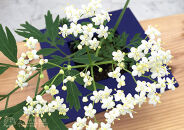 エルダーフラワー（西洋ニワトコ&nbsp;細葉）9cmポット苗【花苗&nbsp;花&nbsp;季節の花&nbsp;花セット&nbsp;ガーデニング&nbsp;家庭菜園&nbsp;園芸&nbsp;初夏&nbsp;夏&nbsp;花壇&nbsp;庭&nbsp;鉢&nbsp;玄関&nbsp;プランター&nbsp;寄せ植え&nbsp;&nbsp;おうち時間&nbsp;趣味&nbsp;ベランダ&nbsp;土っ子倶楽部&nbsp;&nbsp;プレゼント&nbsp;ギフト&nbsp;】