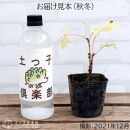 エルダーフラワー（西洋ニワトコ&nbsp;細葉）9cmポット苗【花苗&nbsp;花&nbsp;季節の花&nbsp;花セット&nbsp;ガーデニング&nbsp;家庭菜園&nbsp;園芸&nbsp;初夏&nbsp;夏&nbsp;花壇&nbsp;庭&nbsp;鉢&nbsp;玄関&nbsp;プランター&nbsp;寄せ植え&nbsp;&nbsp;おうち時間&nbsp;趣味&nbsp;ベランダ&nbsp;土っ子倶楽部&nbsp;&nbsp;プレゼント&nbsp;ギフト&nbsp;】