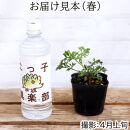 エルダーフラワー（西洋ニワトコ&nbsp;細葉）9cmポット苗【花苗&nbsp;花&nbsp;季節の花&nbsp;花セット&nbsp;ガーデニング&nbsp;家庭菜園&nbsp;園芸&nbsp;初夏&nbsp;夏&nbsp;花壇&nbsp;庭&nbsp;鉢&nbsp;玄関&nbsp;プランター&nbsp;寄せ植え&nbsp;&nbsp;おうち時間&nbsp;趣味&nbsp;ベランダ&nbsp;土っ子倶楽部&nbsp;&nbsp;プレゼント&nbsp;ギフト&nbsp;】