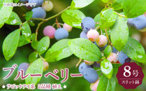 ブルーベリー&nbsp;『&nbsp;ラビットアイ系&nbsp;2品種&nbsp;植え&nbsp;』&nbsp;8号スリット鉢&nbsp;【&nbsp;ブルーベリーの肥料セット】【ブルーベリー&nbsp;ラビットアイ&nbsp;ガーデニング&nbsp;家庭菜園&nbsp;園芸&nbsp;初夏&nbsp;夏&nbsp;花壇&nbsp;庭&nbsp;鉢&nbsp;玄関&nbsp;プランター&nbsp;寄せ植え&nbsp;&nbsp;おうち時間&nbsp;趣味&nbsp;ベランダ&nbsp;土っ子倶楽部&nbsp;&nbsp;プレゼント&nbsp;ギフト&nbsp;】