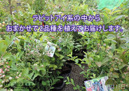 ブルーベリー&nbsp;『&nbsp;ラビットアイ系&nbsp;2品種&nbsp;植え&nbsp;』&nbsp;8号スリット鉢&nbsp;【&nbsp;ブルーベリーの肥料セット】【ブルーベリー&nbsp;ラビットアイ&nbsp;ガーデニング&nbsp;家庭菜園&nbsp;園芸&nbsp;初夏&nbsp;夏&nbsp;花壇&nbsp;庭&nbsp;鉢&nbsp;玄関&nbsp;プランター&nbsp;寄せ植え&nbsp;&nbsp;おうち時間&nbsp;趣味&nbsp;ベランダ&nbsp;土っ子倶楽部&nbsp;&nbsp;プレゼント&nbsp;ギフト&nbsp;】