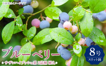 ブルーベリー&nbsp;『&nbsp;サザンハイブッシュ系&nbsp;2品種&nbsp;植え&nbsp;』&nbsp;8号スリット鉢&nbsp;【&nbsp;ブルーベリーの肥料&nbsp;セット！】【ブルーベリー&nbsp;サザンハイブッシュ系&nbsp;ガーデニング&nbsp;家庭菜園&nbsp;園芸&nbsp;初夏&nbsp;夏&nbsp;花壇&nbsp;庭&nbsp;鉢&nbsp;玄関&nbsp;プランター&nbsp;寄せ植え&nbsp;&nbsp;おうち時間&nbsp;趣味&nbsp;ベランダ&nbsp;土っ子倶楽部&nbsp;&nbsp;プレゼント&nbsp;ギフト&nbsp;】
