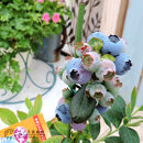 ブルーベリー&nbsp;『&nbsp;サザンハイブッシュ系&nbsp;2品種&nbsp;植え&nbsp;』&nbsp;8号スリット鉢&nbsp;【&nbsp;ブルーベリーの肥料&nbsp;セット！】【ブルーベリー&nbsp;サザンハイブッシュ系&nbsp;ガーデニング&nbsp;家庭菜園&nbsp;園芸&nbsp;初夏&nbsp;夏&nbsp;花壇&nbsp;庭&nbsp;鉢&nbsp;玄関&nbsp;プランター&nbsp;寄せ植え&nbsp;&nbsp;おうち時間&nbsp;趣味&nbsp;ベランダ&nbsp;土っ子倶楽部&nbsp;&nbsp;プレゼント&nbsp;ギフト&nbsp;】