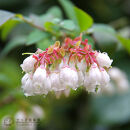 ブルーベリー&nbsp;『&nbsp;サザンハイブッシュ系&nbsp;2品種&nbsp;植え&nbsp;』&nbsp;8号スリット鉢&nbsp;【&nbsp;ブルーベリーの肥料&nbsp;セット！】【ブルーベリー&nbsp;サザンハイブッシュ系&nbsp;ガーデニング&nbsp;家庭菜園&nbsp;園芸&nbsp;初夏&nbsp;夏&nbsp;花壇&nbsp;庭&nbsp;鉢&nbsp;玄関&nbsp;プランター&nbsp;寄せ植え&nbsp;&nbsp;おうち時間&nbsp;趣味&nbsp;ベランダ&nbsp;土っ子倶楽部&nbsp;&nbsp;プレゼント&nbsp;ギフト&nbsp;】