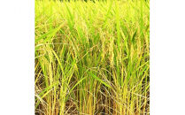 【ふるさと納税】お米　令和7年産　出雲コシヒカリ5kg