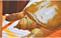 すっぽん卵黄はちみつ漬け2個セット【すっぽん はちみつ はちみつ漬け 卵黄 2個 セット AE056】