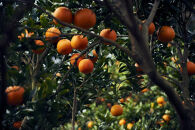【先行予約】大山果樹園おすすめ&nbsp;屋久島たんかん&nbsp;約5kg【家庭用・訳あり】