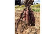 【復興支援】＜先行予約・2026年11月下旬から発送＞奥能登産シルクスィート&nbsp;5キロ