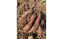 【復興支援】＜先行予約・2026年11月下旬から発送＞奥能登産シルクスィート&nbsp;5キロ