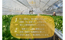 かもめファーム&nbsp;かおり野&nbsp;化粧箱&nbsp;400g（9～15粒）岡山県産&nbsp;いちご&nbsp;秀品
