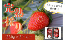 かもめファーム&nbsp;完熟いちご&nbsp;晴苺&nbsp;黒トレー260g×2&nbsp;岡山県産&nbsp;いちご