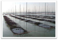 有明海産海苔が主役の味のりふりかけ&nbsp;(24g入×10袋)&nbsp;鉄釜仕込みのタレ使用&nbsp;井口食品&nbsp;いのくち&nbsp;【福岡市内製造】&nbsp;ご飯&nbsp;弁当&nbsp;常温&nbsp;味付け海苔