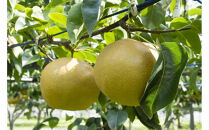 【2026年8月下旬以降発送】【先行予約】加賀しずく梨&nbsp;3～5個&nbsp;加賀しずく&nbsp;フルーツ&nbsp;果物&nbsp;くだもの&nbsp;食品&nbsp;石川&nbsp;金沢&nbsp;北陸&nbsp;復興支援&nbsp;復興応援