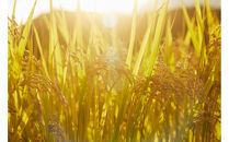 【令和7年産先行予約】「にじのきらめき」白米・5kg