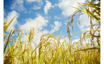 【令和7年産先行予約】「にじのきらめき」玄米・5kg