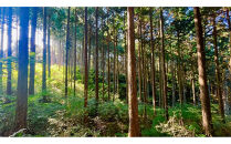 Forest&nbsp;ルームフレグランスミスト